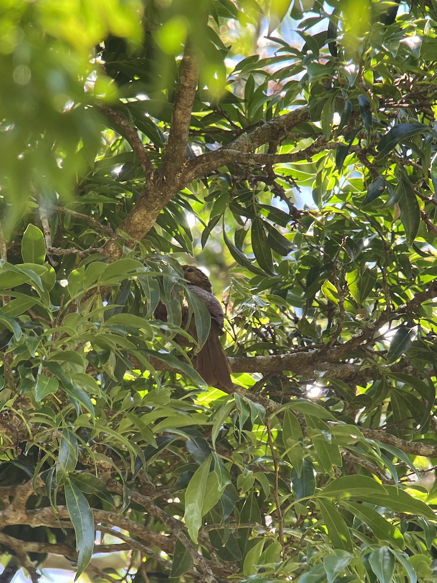 Buff-fronted Foliage-gleaner - ML617080413