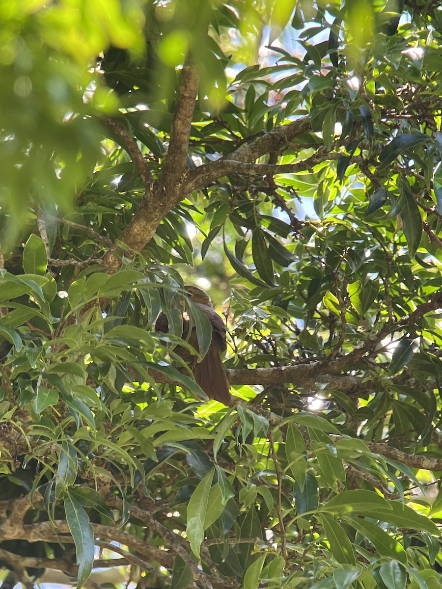 Buff-fronted Foliage-gleaner - ML617080414