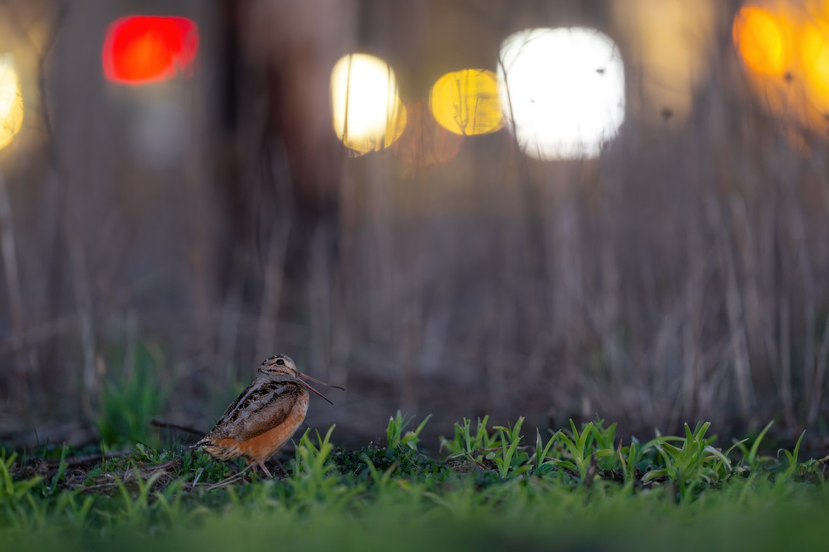 American Woodcock - Matt Zuro