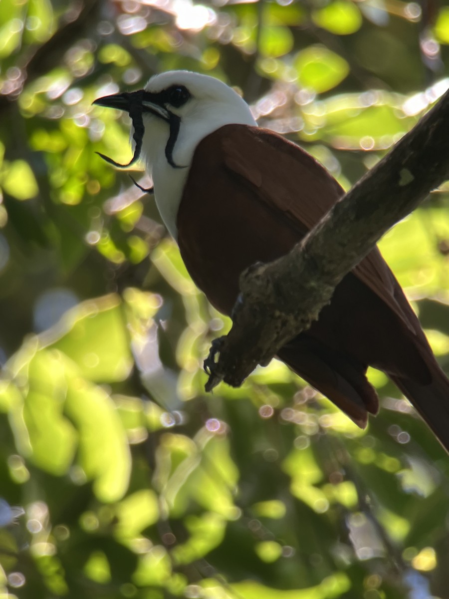 Three-wattled Bellbird - ML617080447