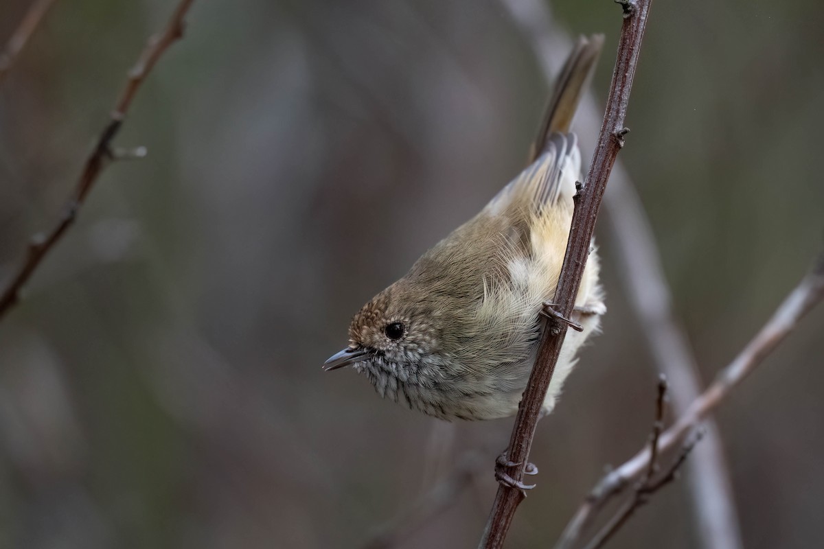 Brown Thornbill - ML617080465