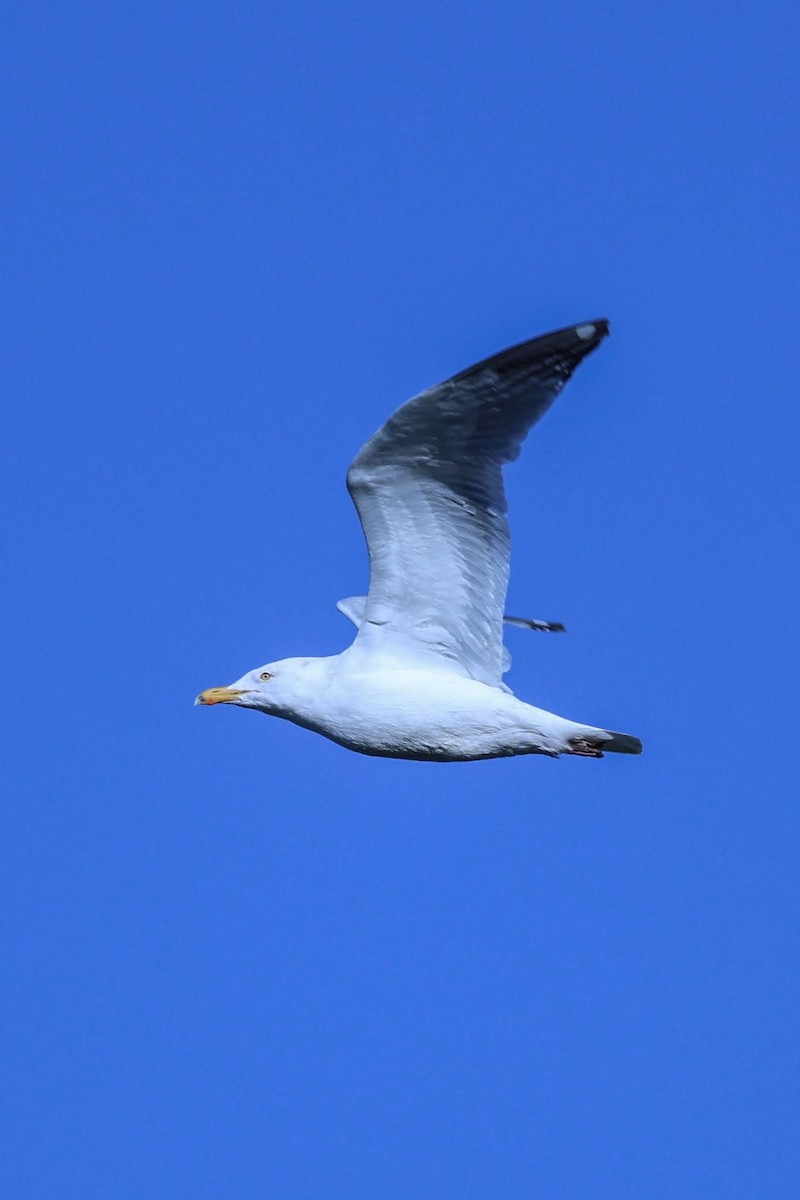 Herring Gull - ML617080484