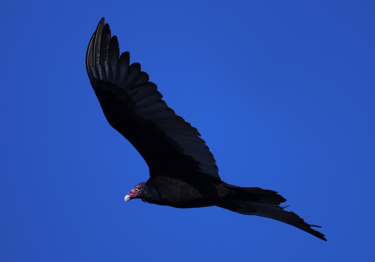 Turkey Vulture - ML617080501