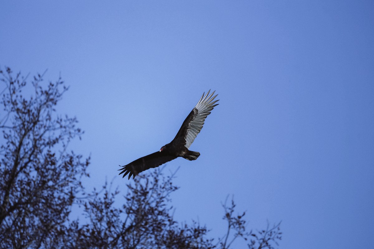 Turkey Vulture - ML617080502