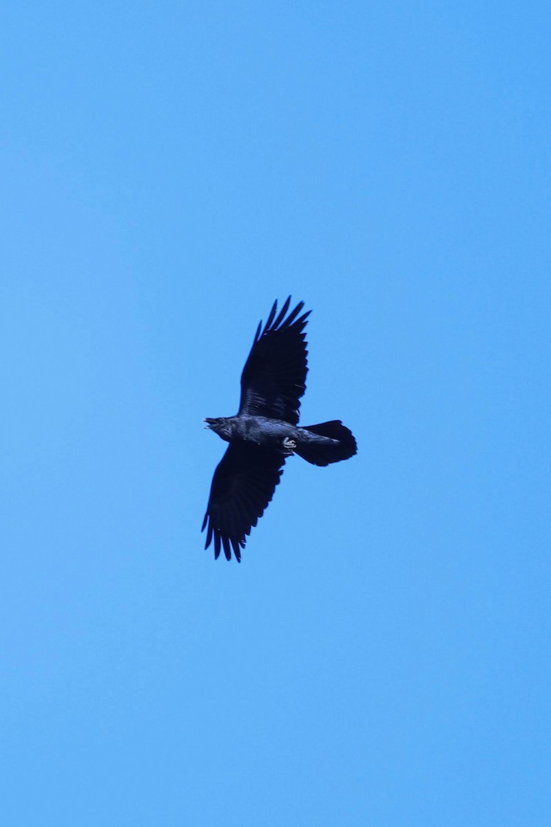 Common Raven - ML617080509