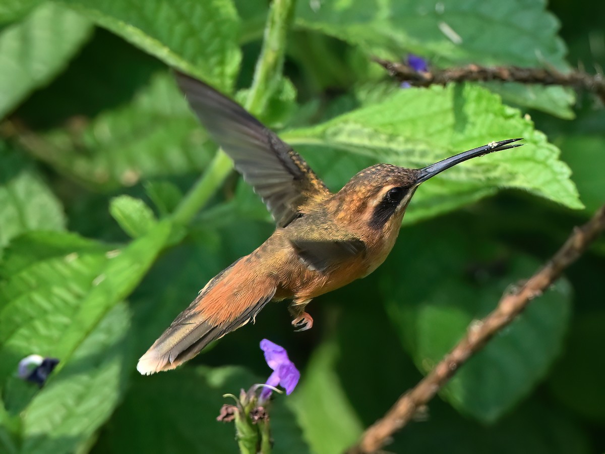 kolibřík proužkohrdlý - ML617080520