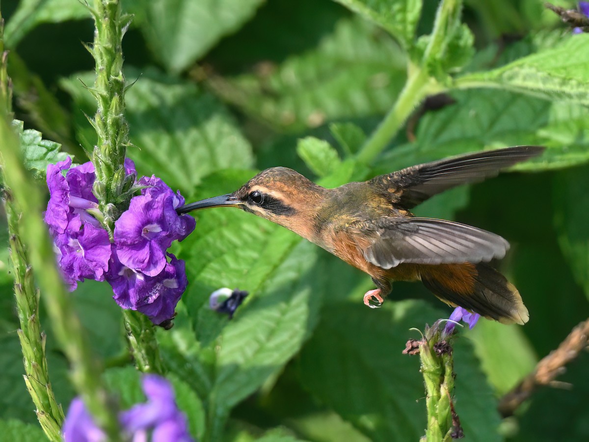 kolibřík proužkohrdlý - ML617080521