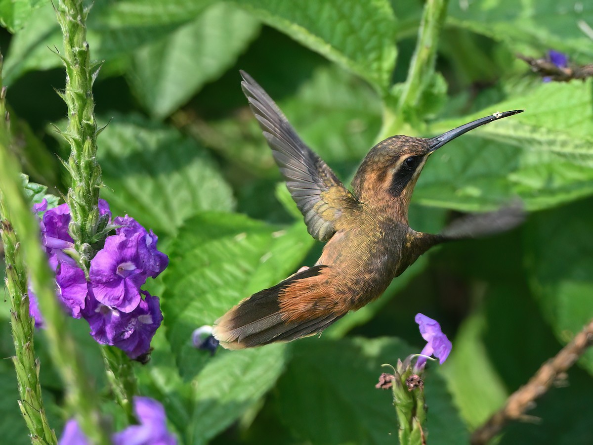 kolibřík proužkohrdlý - ML617080522