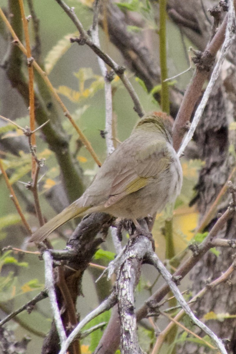 Green-tailed Towhee - ML617080549