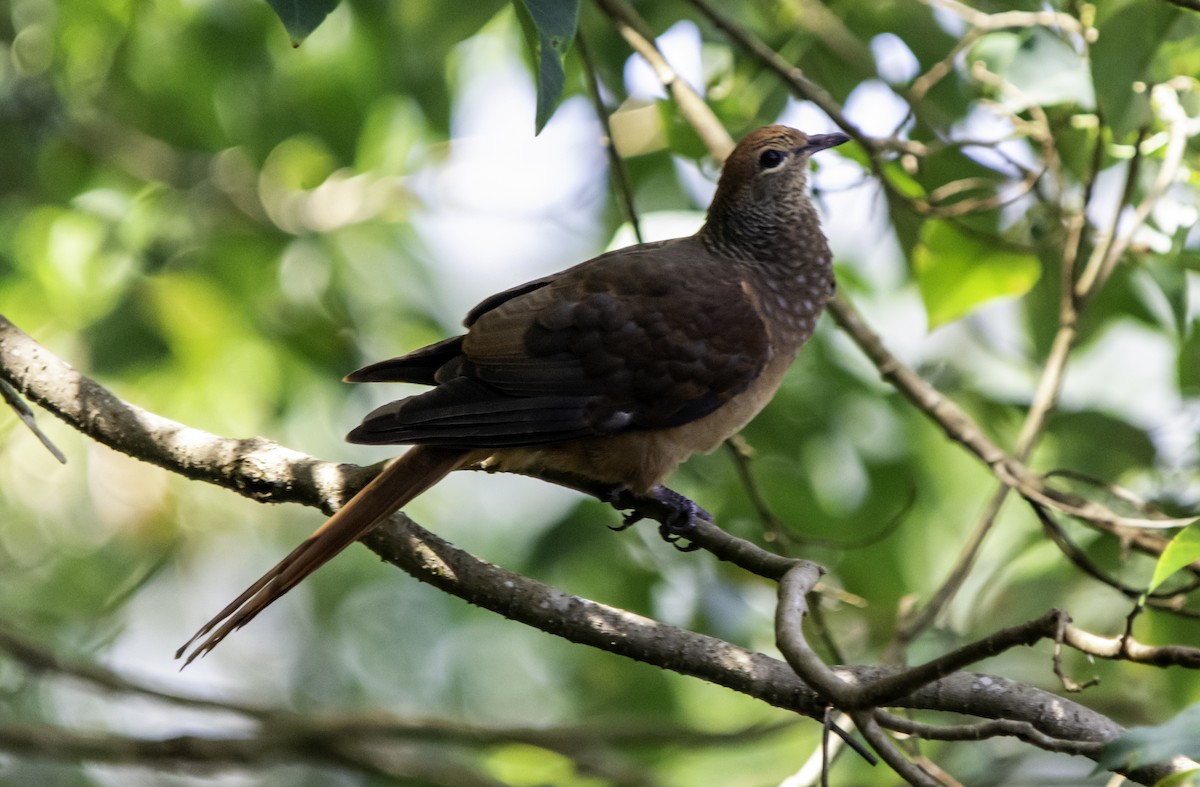 Brown Cuckoo-Dove - ML617080561