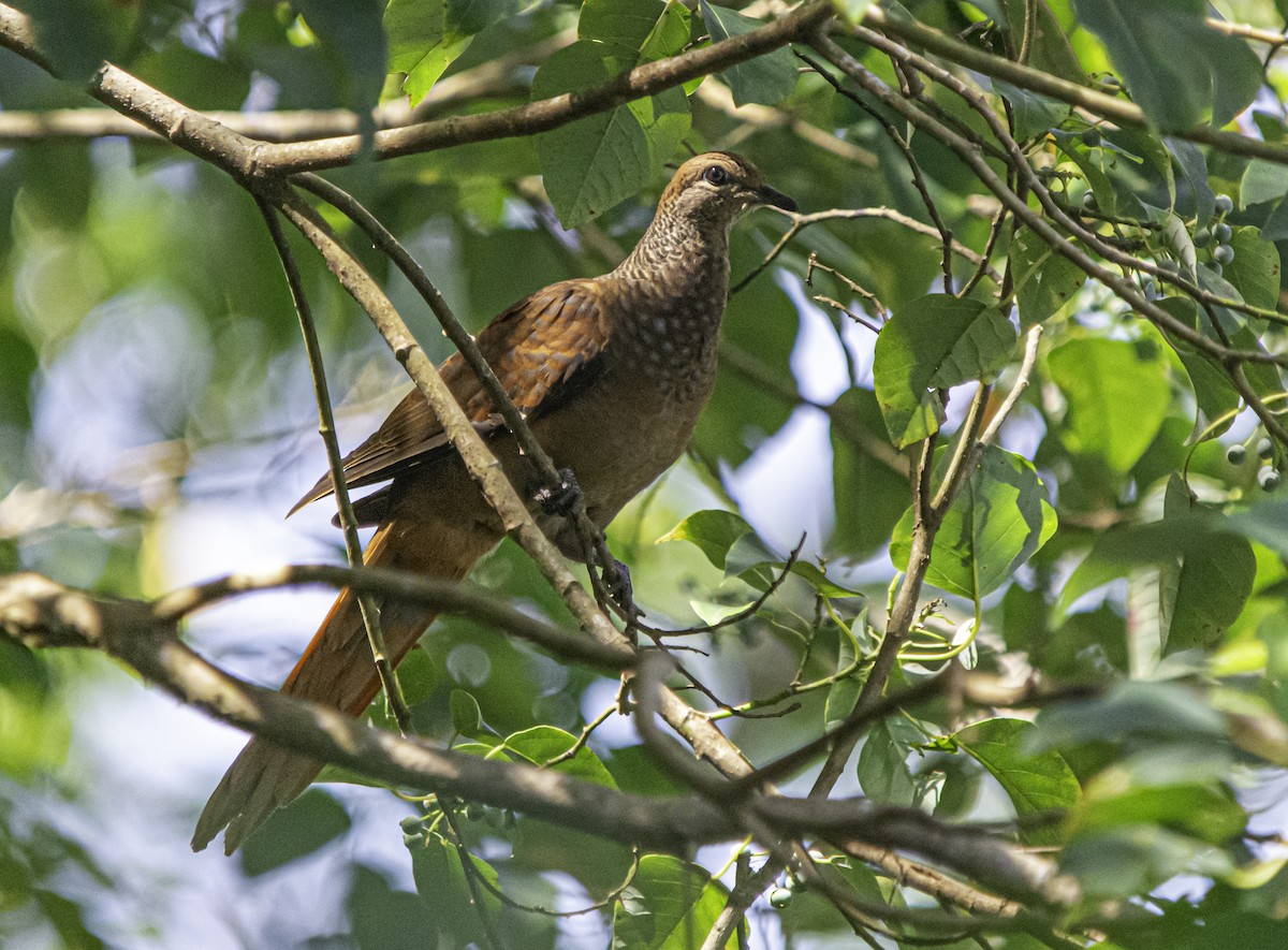 Brown Cuckoo-Dove - ML617080563