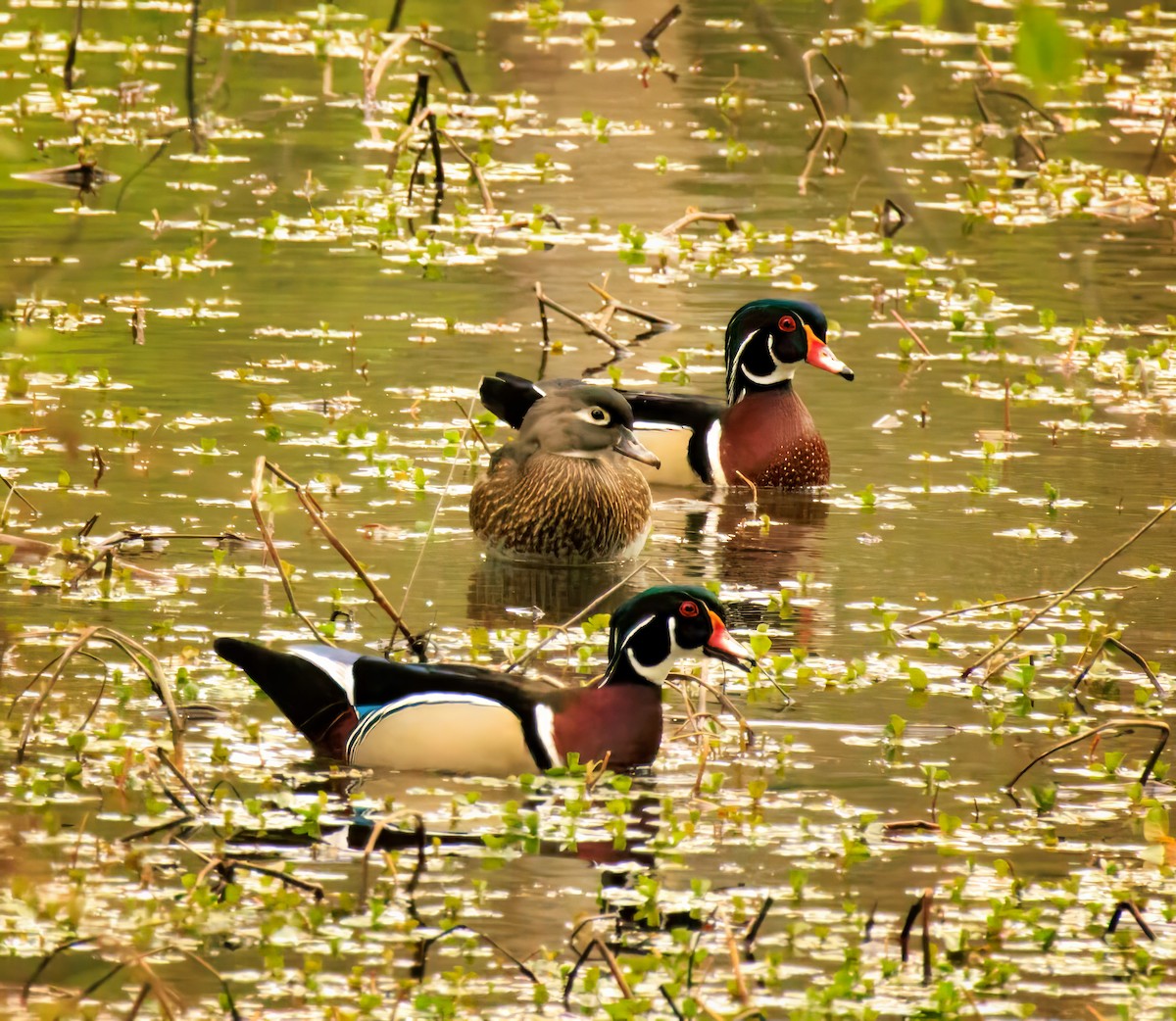 Wood Duck - ML617080585