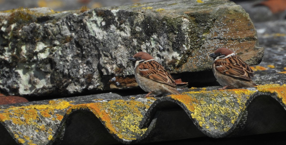 Eurasian Tree Sparrow - ML617080603