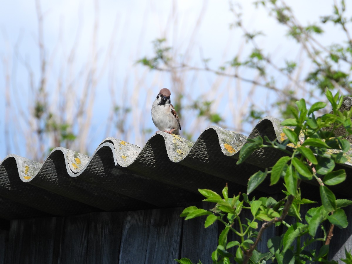 Eurasian Tree Sparrow - Jose Manuel Mouriño