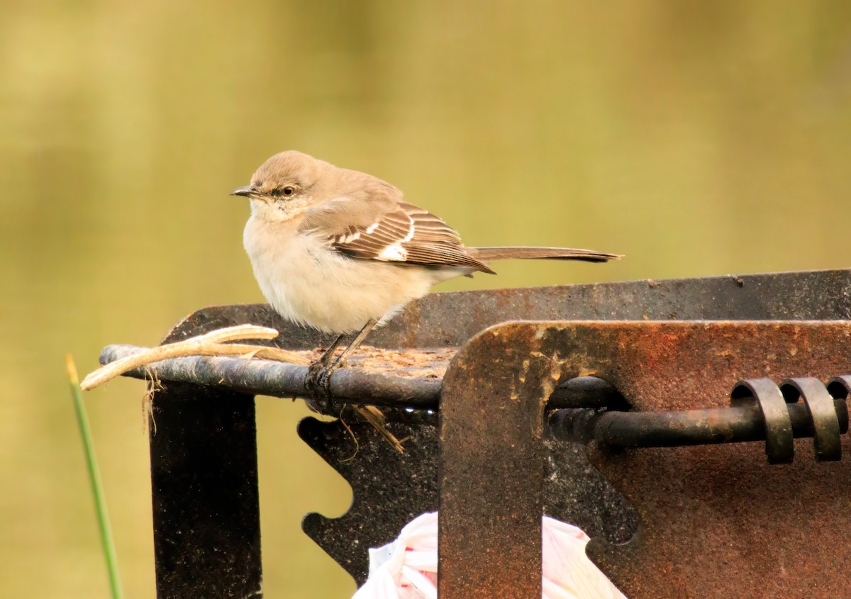 Northern Mockingbird - ML617080607