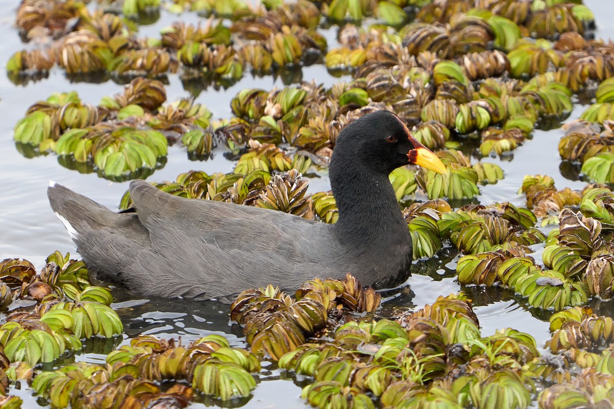 Red-fronted Coot - ML617080611
