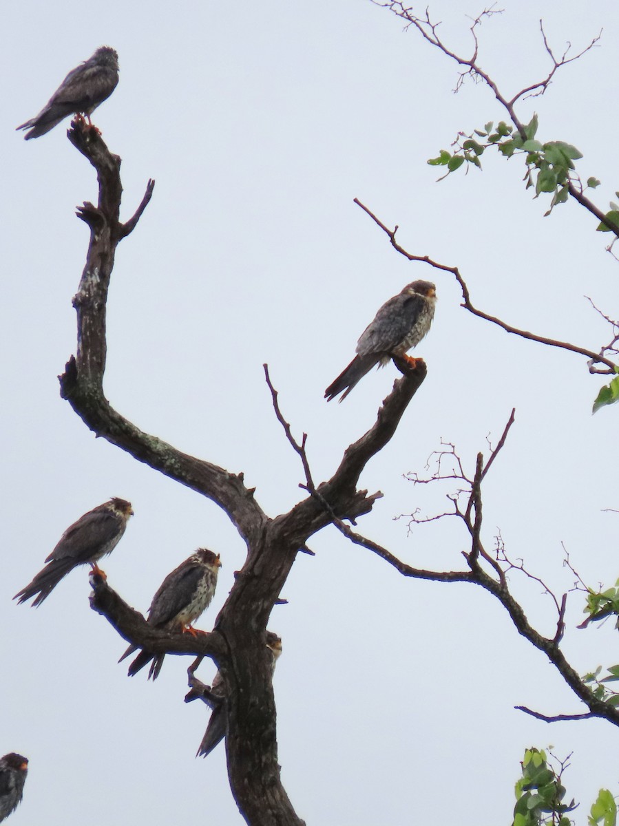 Amur Falcon - Joyce Brady