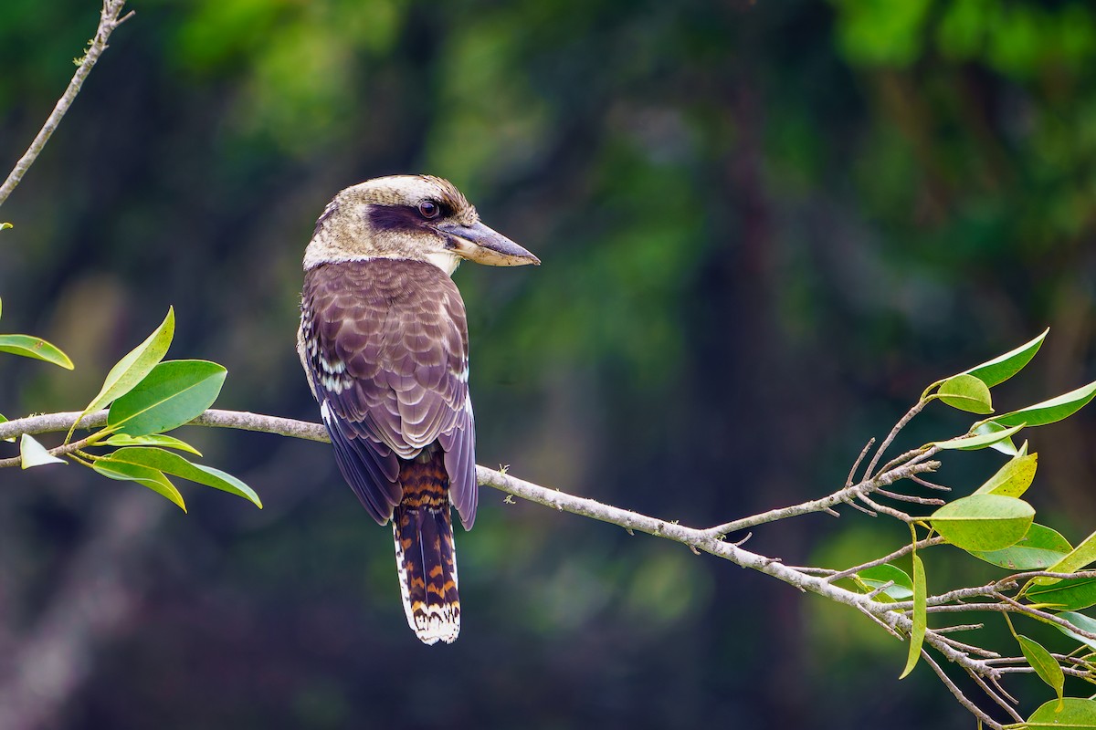 Laughing Kookaburra - James Churches