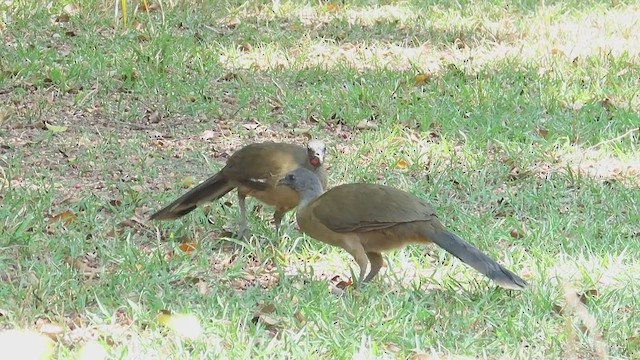 Plain Chachalaca - ML617080624