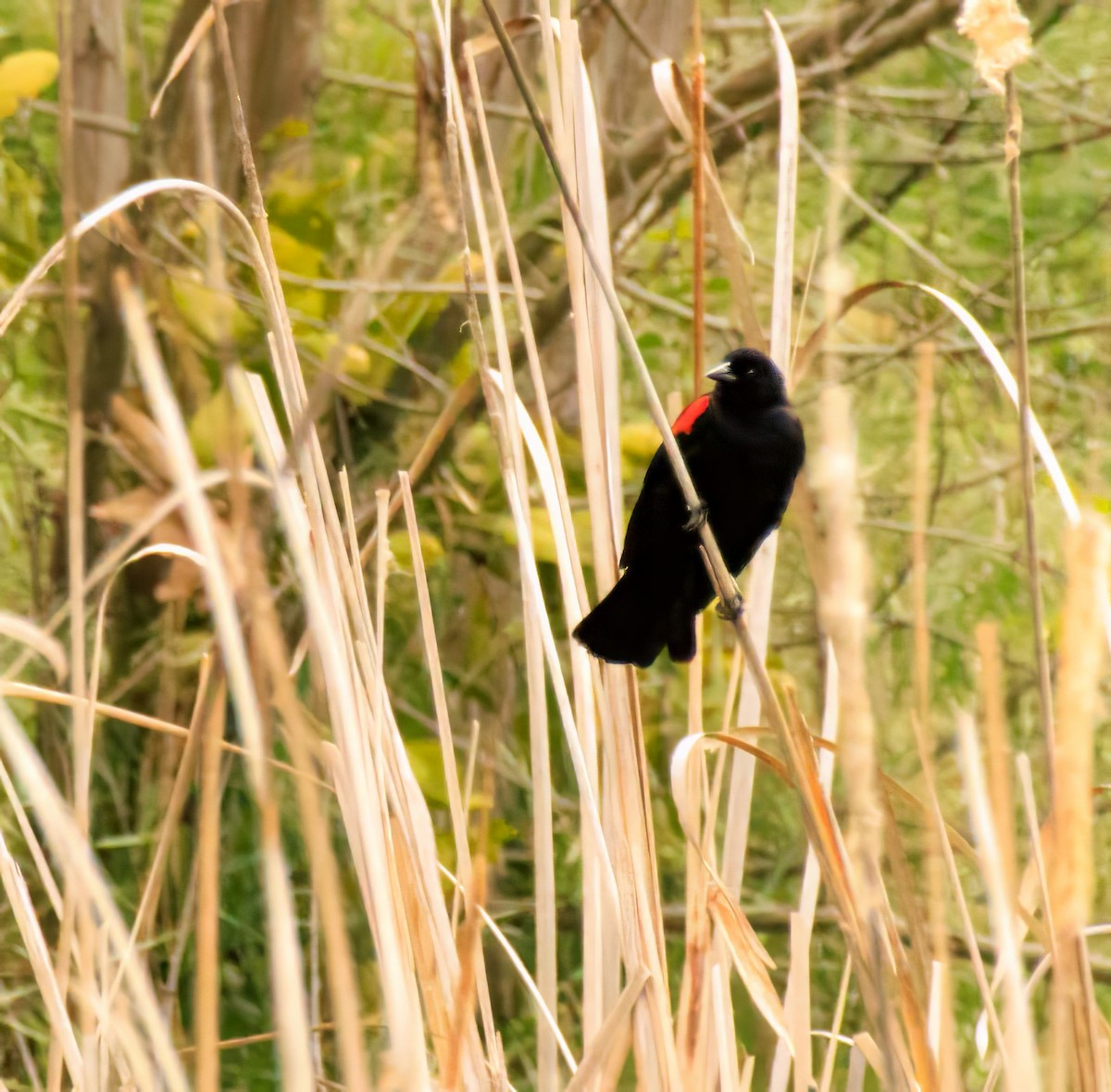 Red-winged Blackbird - ML617080626