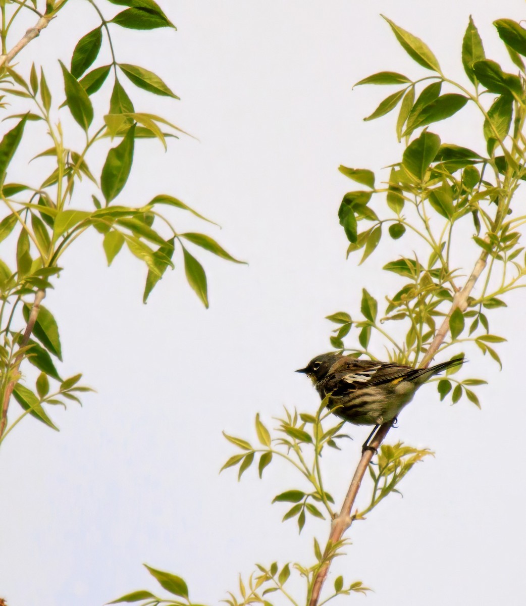 Yellow-rumped Warbler - Randi Hodson