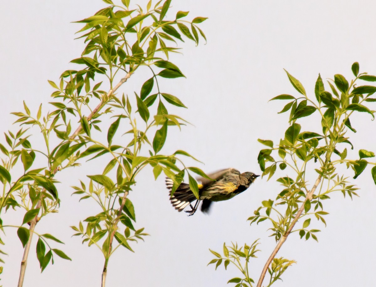 Yellow-rumped Warbler - Randi Hodson