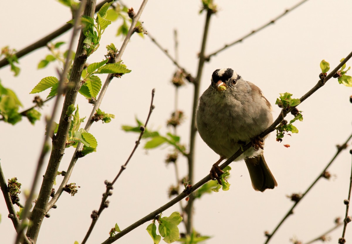 White-crowned Sparrow - ML617080640