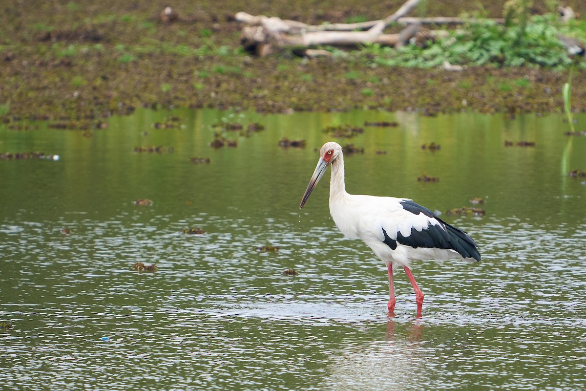 Maguari Stork - Thane Dinsdale