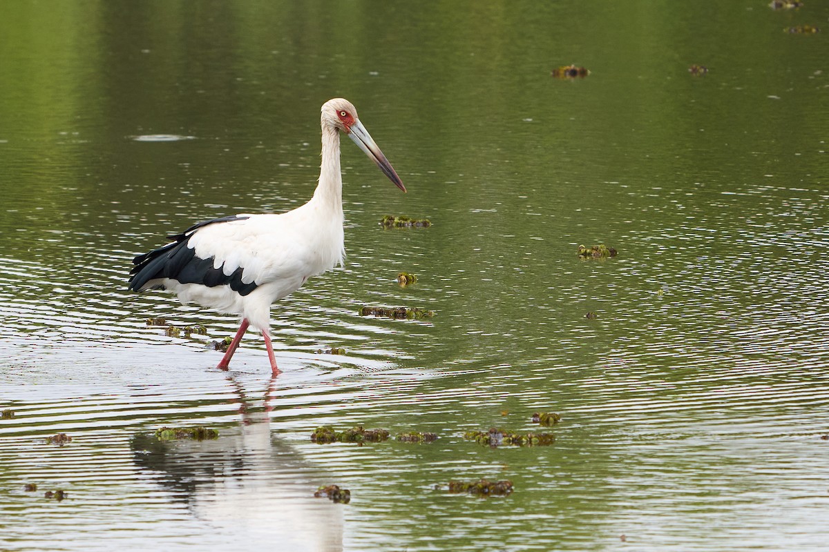 Maguari Stork - ML617080650