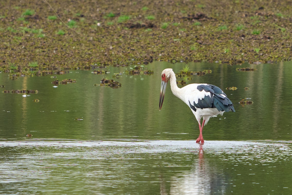 Cigogne maguari - ML617080663