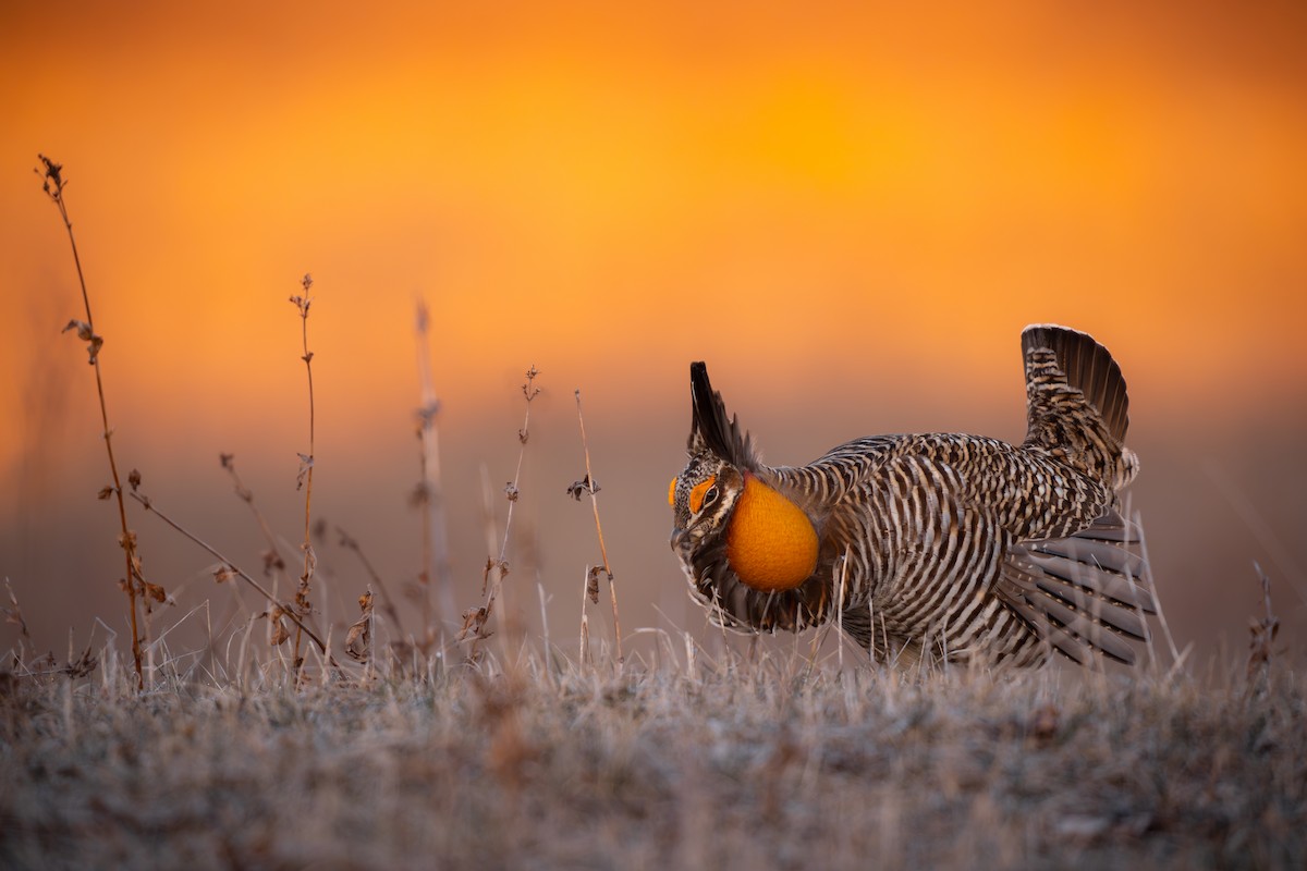 Greater Prairie-Chicken - ML617080664