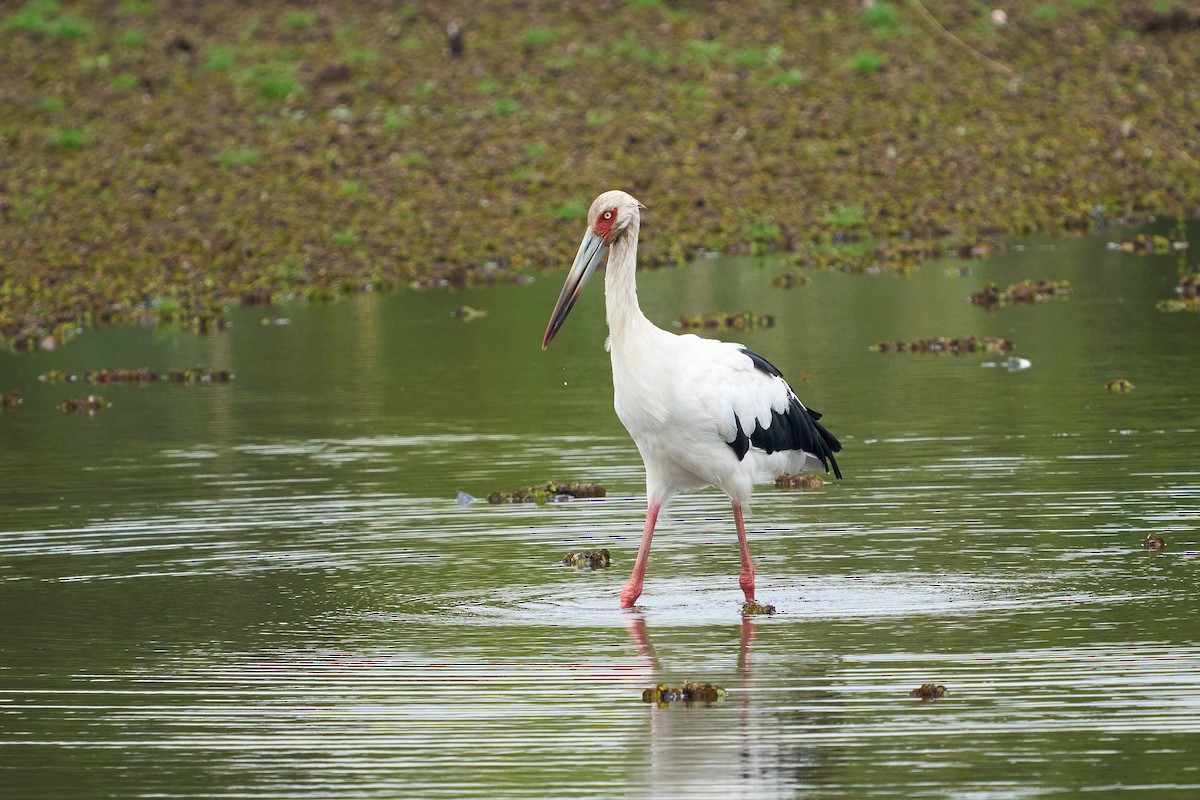 Maguari Stork - ML617080668