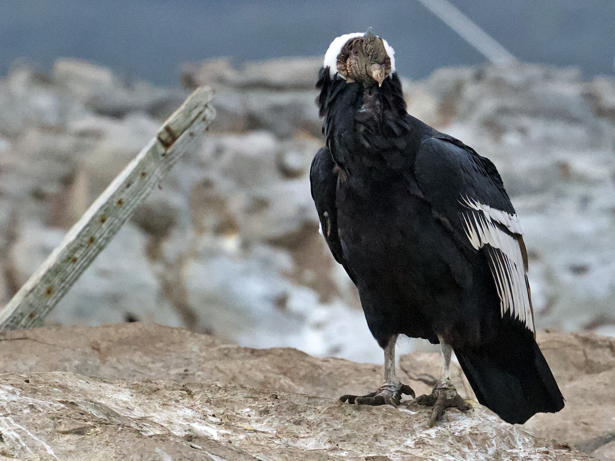 Andean Condor - Michael Tromp