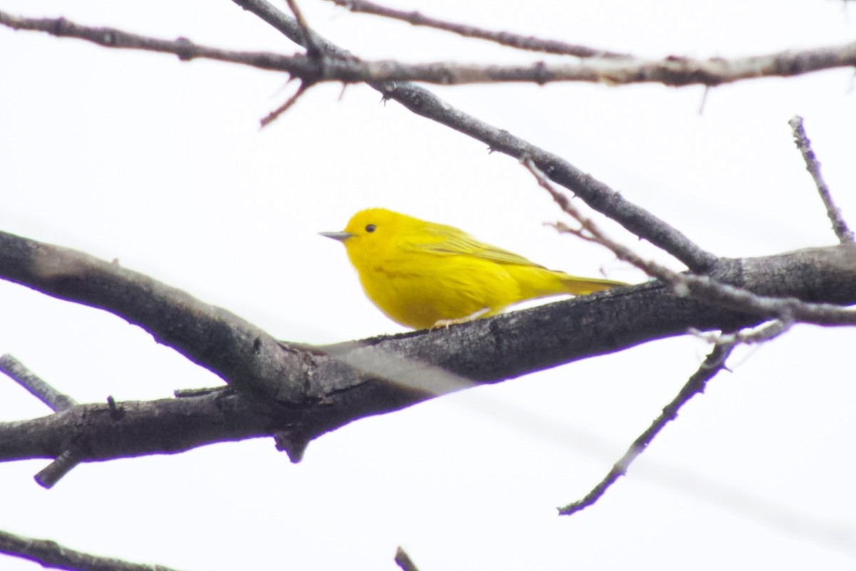 Yellow Warbler - ML617080675