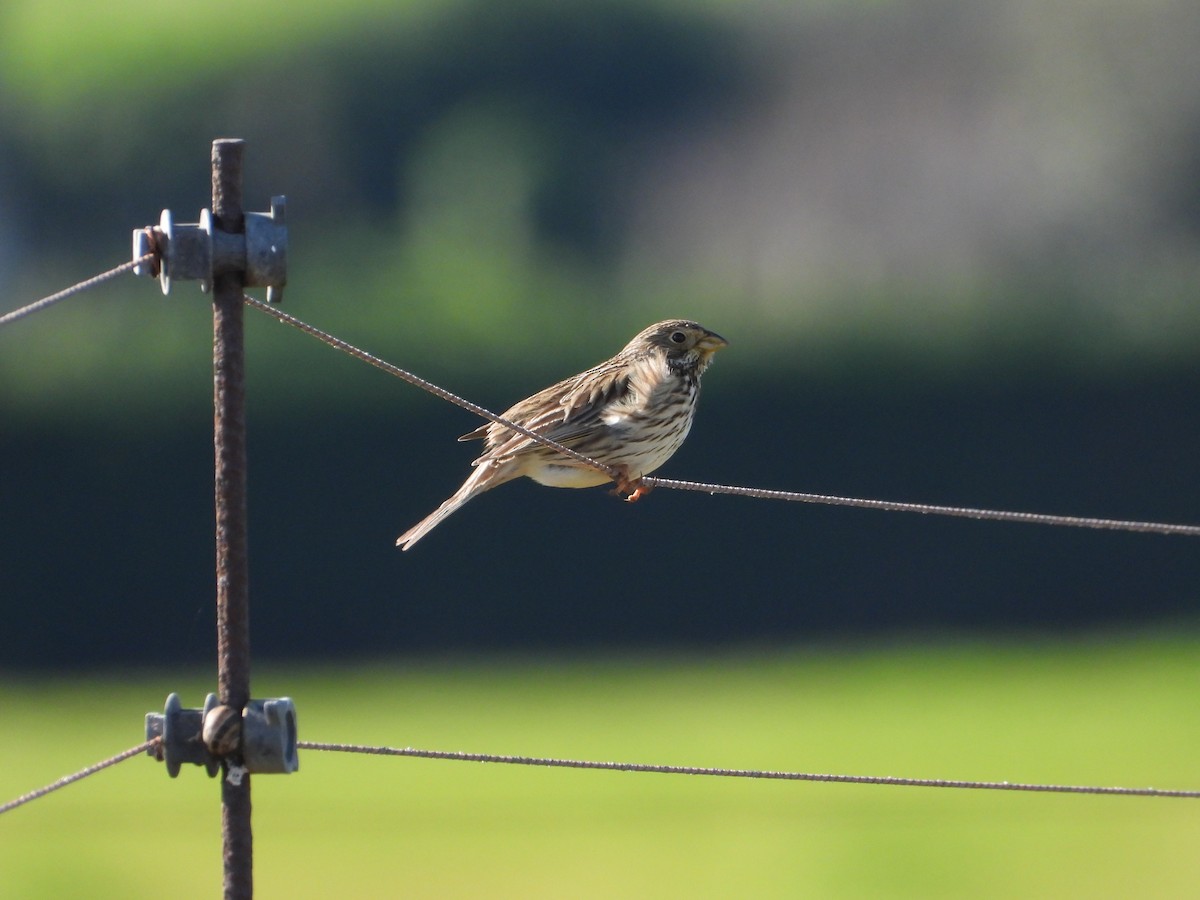 Corn Bunting - ML617080686