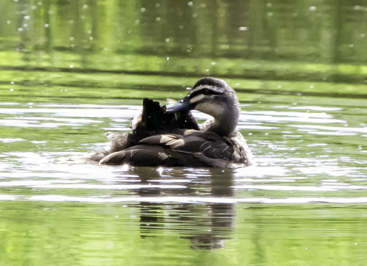 Pacific Black Duck - ML617080688