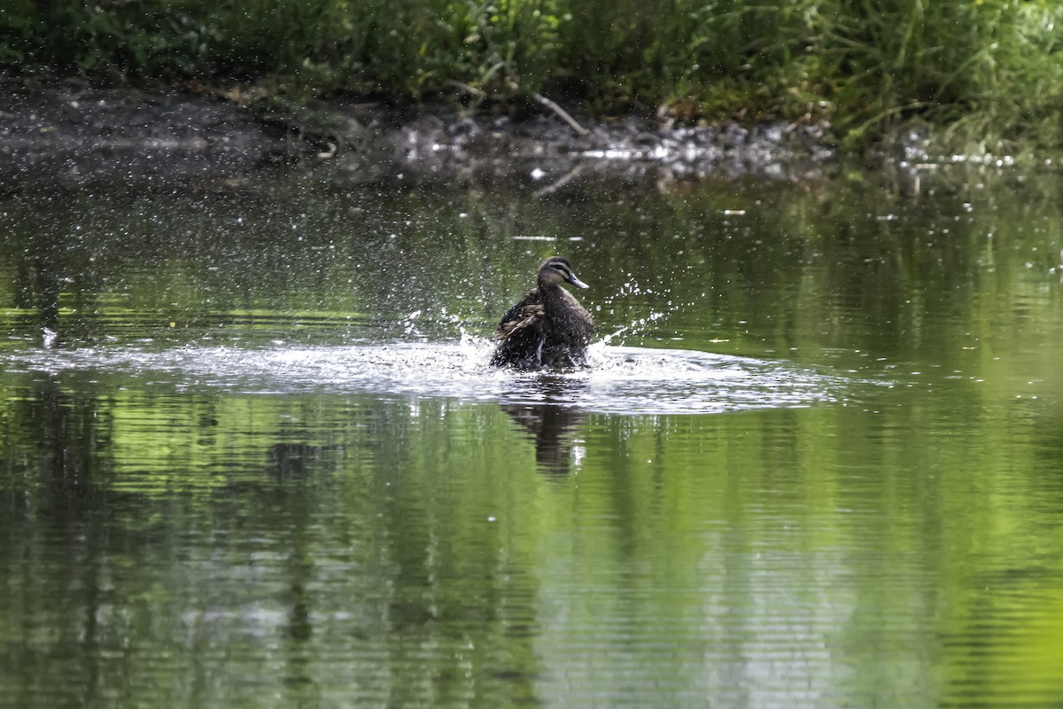 Pacific Black Duck - ML617080690