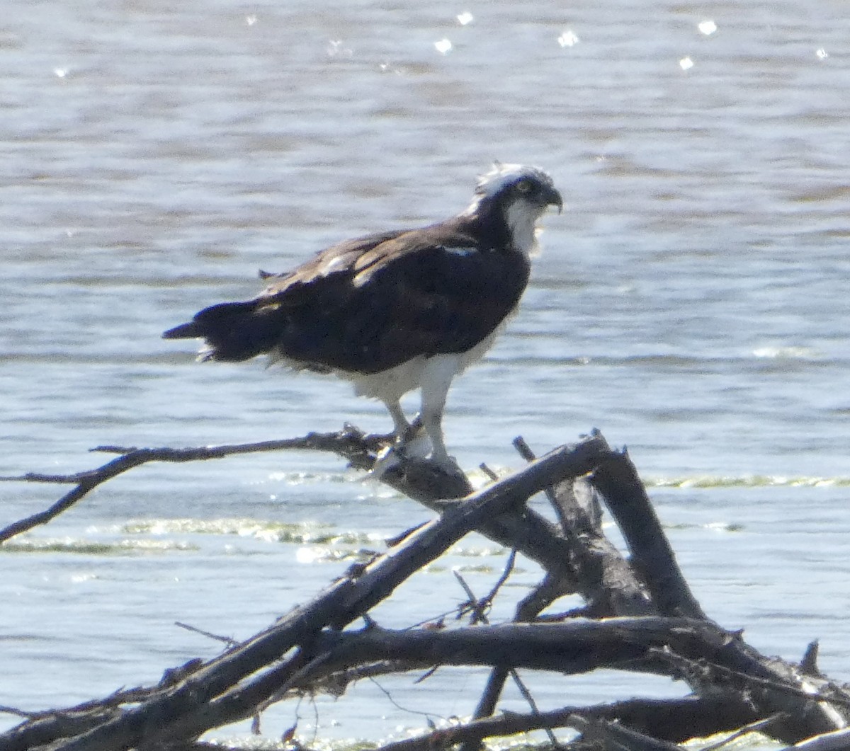 Osprey - Jennifer LeMay