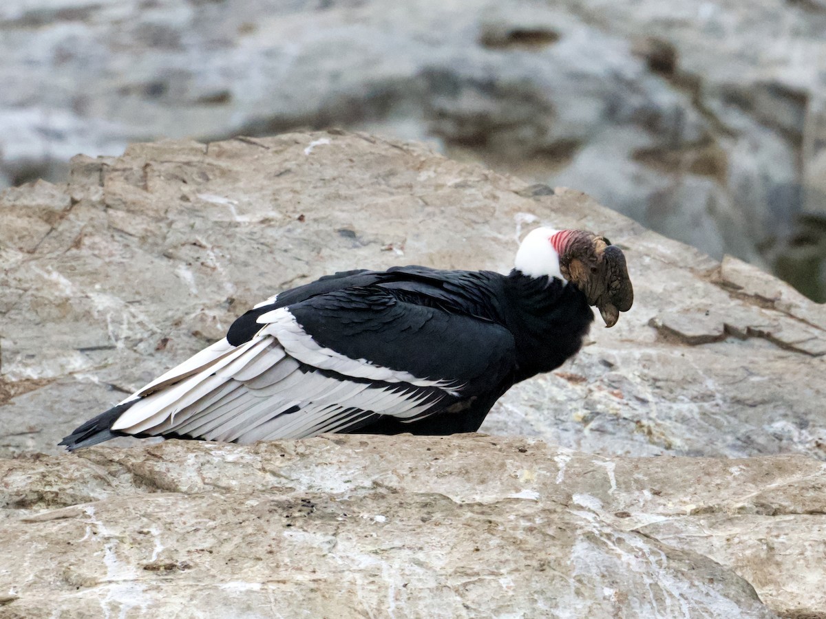 Andean Condor - Michael Tromp