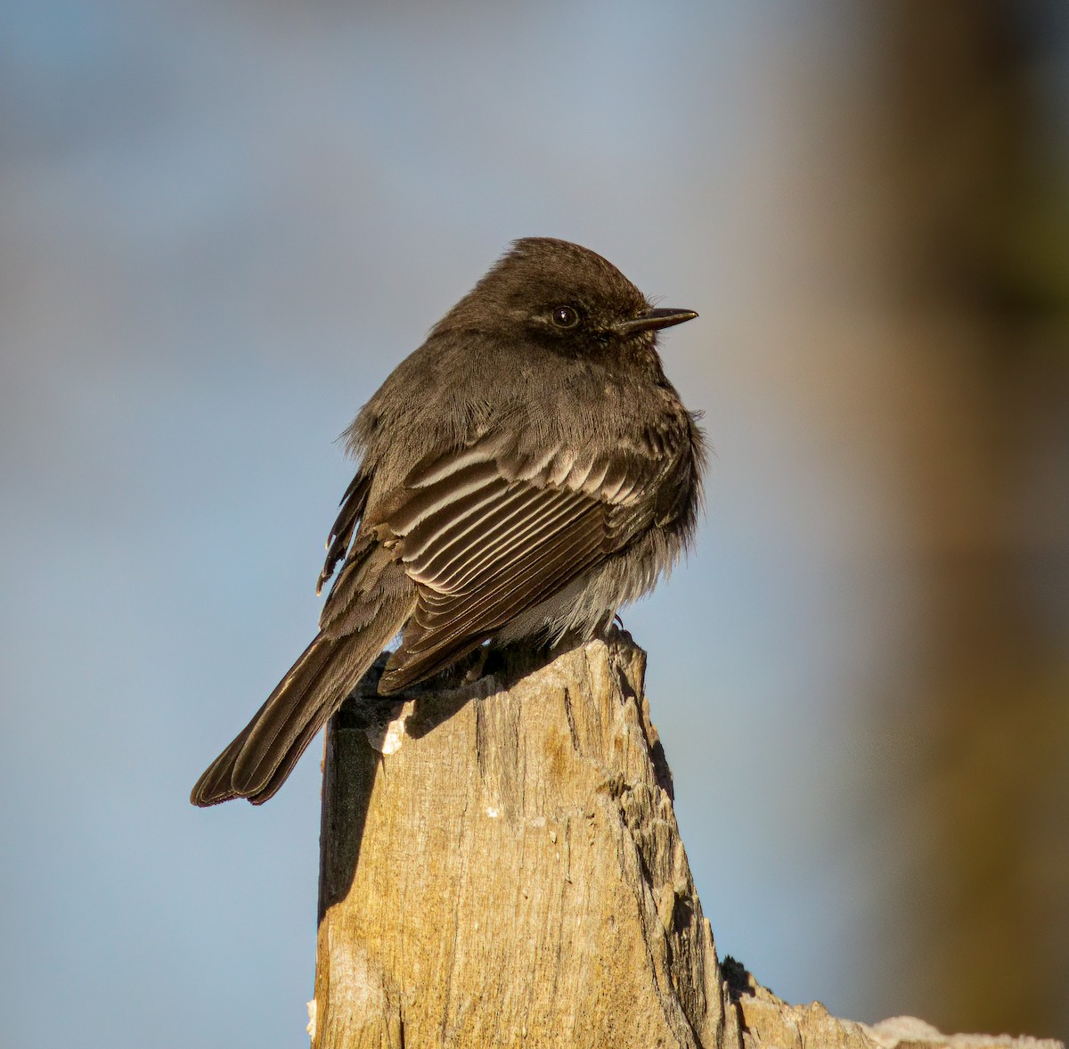 Black Phoebe - ML617080774