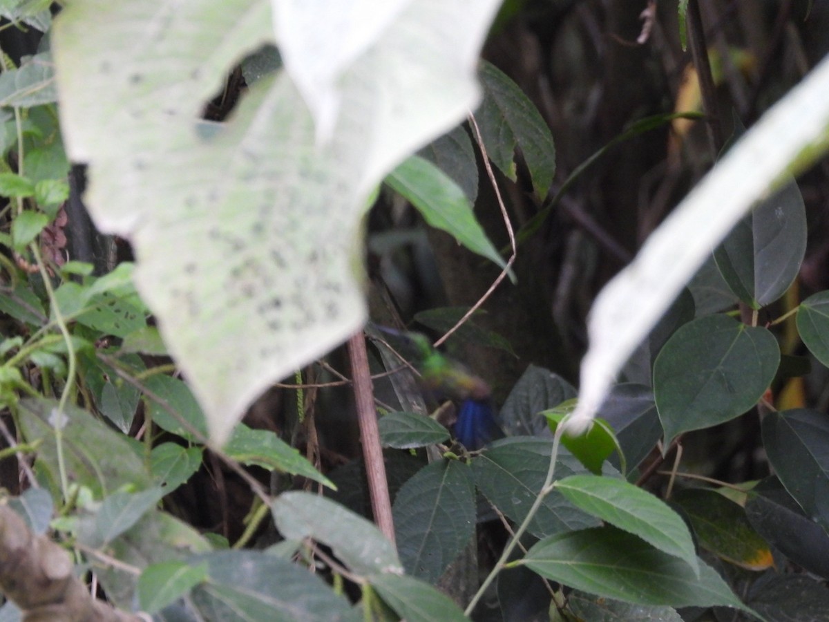 Blue-vented Hummingbird - ML617080792
