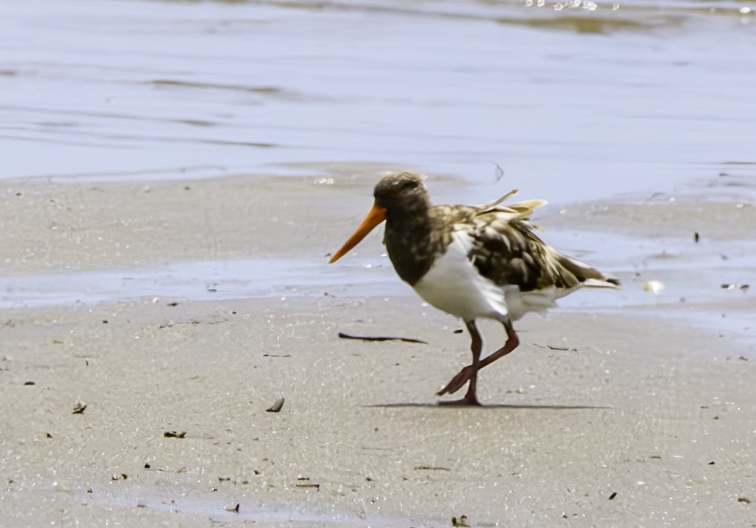 Pied Oystercatcher - ML617080834