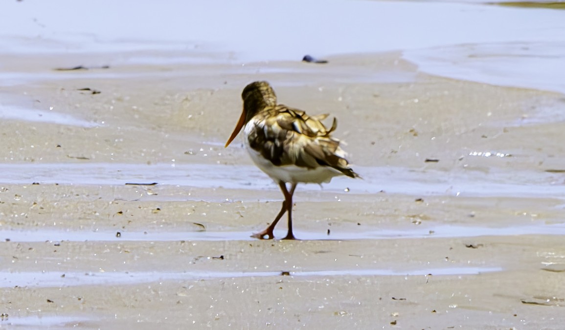 Pied Oystercatcher - ML617080835