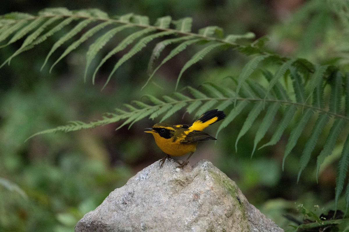 Golden Bush-Robin - Samanvitha Rao