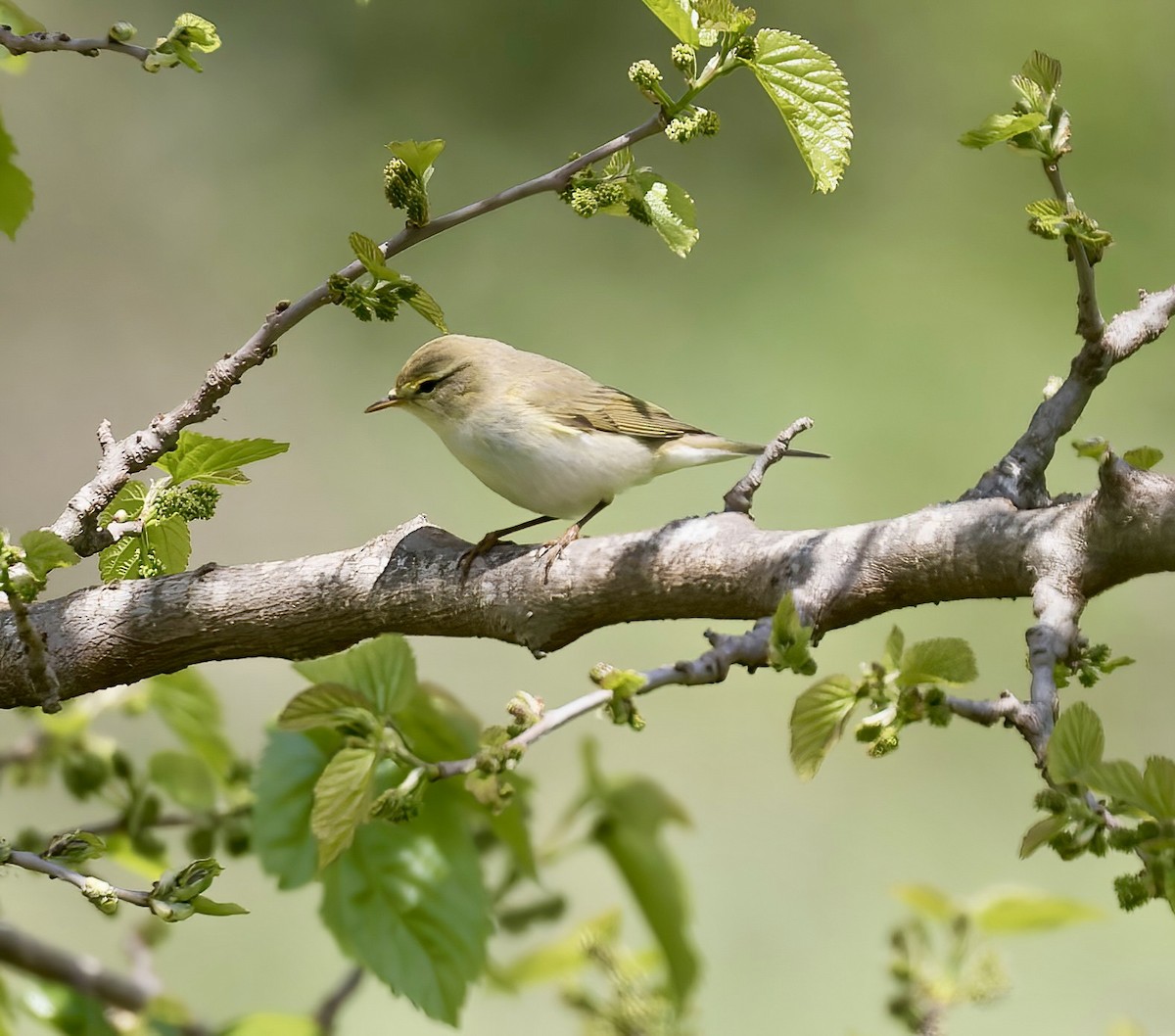 Willow Warbler - Jeremy Koloski