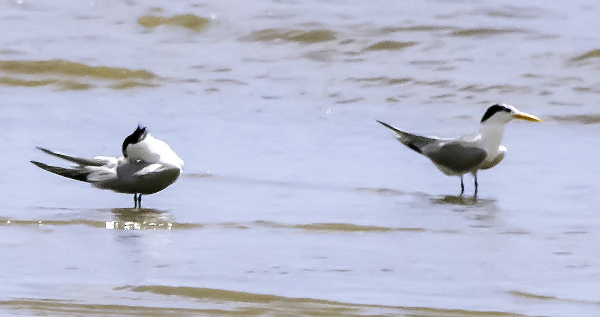 Lesser Crested Tern - ML617080924