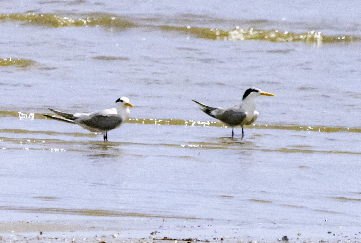 Lesser Crested Tern - ML617080926