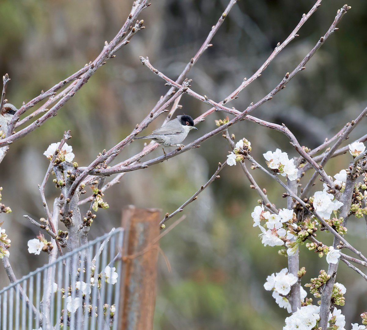 Sardinian Warbler - ML617080932