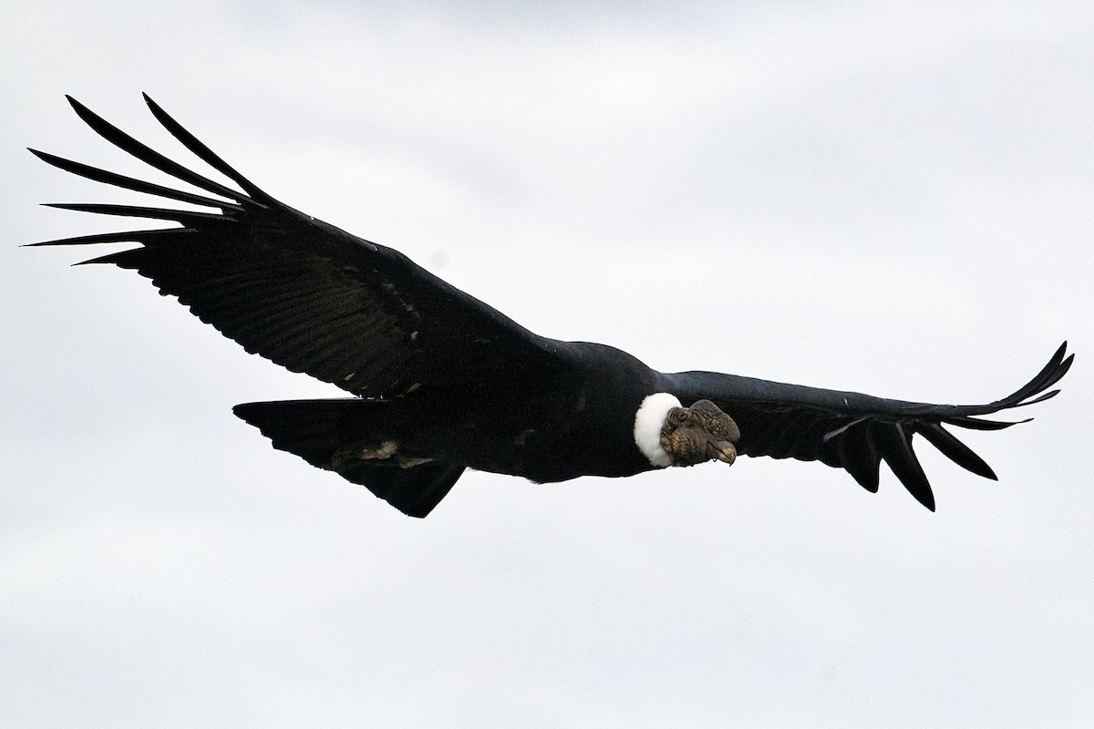 Andean Condor - Michael Tromp