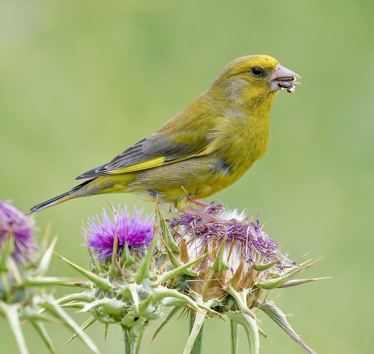 European Greenfinch - ML617080971